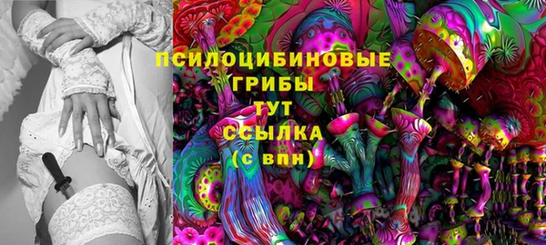 прущие грибы Абаза